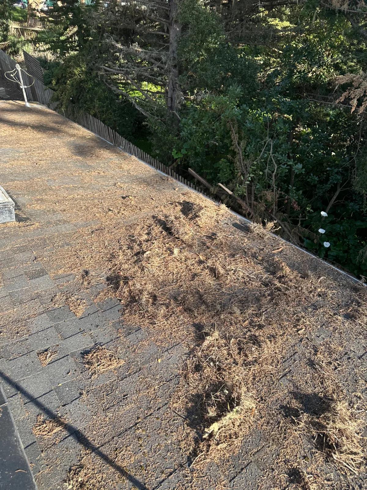 Residential roof surface before cleaning